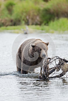 Brown Bear in Brooks River Alaska.