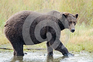 Brown Bear in Brooks River Alaska.