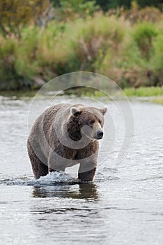 Brown Bear in Brooks River Alaska.