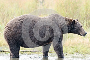 Brown Bear in Brooks River Alaska.