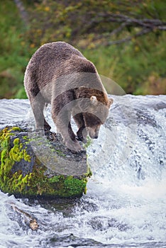 Brown Bear in Brooks River Alaska.