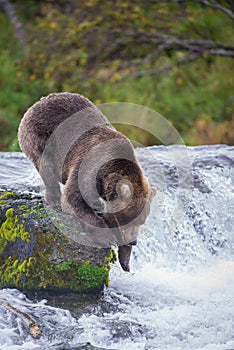 Brown Bear in Brooks River Alaska.