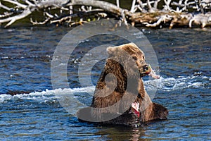 Brown bear in the Brooks River, eating a fresh caught salmon, Katmai National Park, Alaska, USA