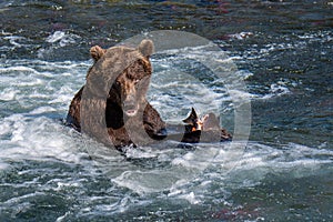 Brown bear in the Brooks River, eating a fresh caught salmon, Katmai National Park, Alaska, USA