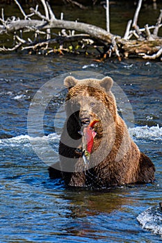 Brown bear in the Brooks River, with fresh caught salmon in mouth, Katmai National Park, Alaska, USA