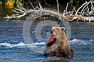 Brown bear in the Brooks River, with fresh caught salmon in mouth, Katmai National Park, Alaska, USA