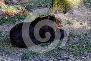 A Brown bear