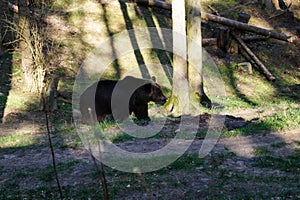 A Brown bear photo