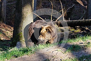 A Brown bear photo