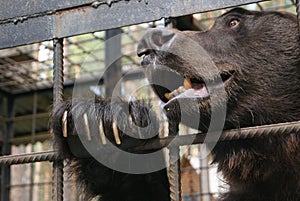 Brown bear in cage photo