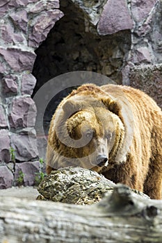 The brown bear came out of the cave