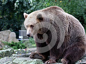 Brown Bear Canada