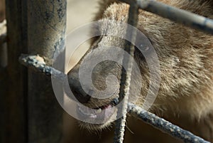 Brown bear in captivity photo