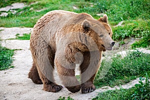 Brown Bear, Carpathian Mountains