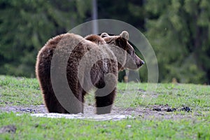 Brown bear, Transylvania, Romania