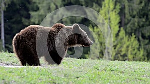 Brown bear, Transylvania, Romania