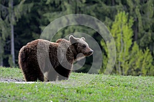 Brown bear, Transylvania, Romania