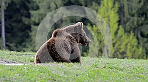 Medvěd hnědý, Transylvánie, Rumunsko