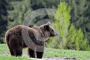 Brown bear, Transylvania, Romania