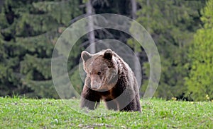 Brown bear, Transylvania, Romania