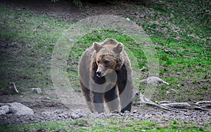 Brown bear, Transylvania, Romania