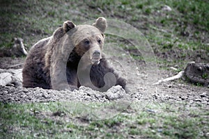 Brown bear, Transylvania, Romania