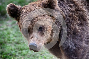 Brown bear, Transylvania, Romania