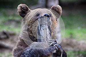 Brown bear, Transylvania, Romania