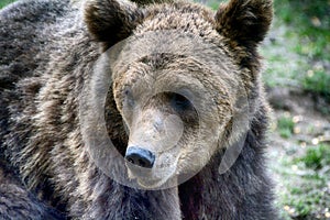 Brown bear, Transylvania, Romania