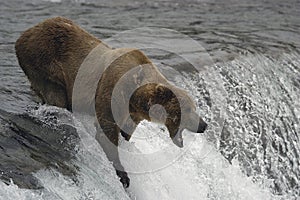 Brown bear catching fish