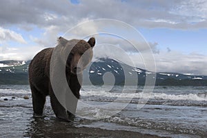 Brown bear catching fish in the lake