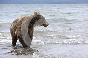 Brown bear catching fish in the lake