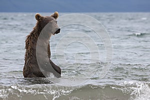 Brown bear catching fish in the lake