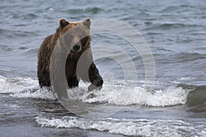 Brown bear catching fish in the lake