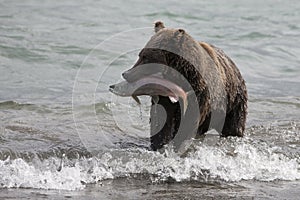 Brown bear catching fish in the lake