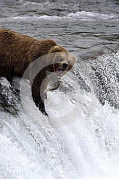 Hnedý medveď nákazlivý losos 