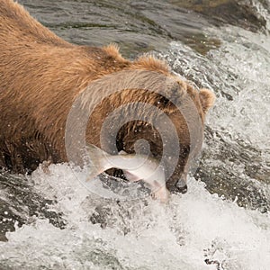 Brown bear catching salmon at Brooks Falls