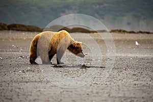 Hnědý medvěd na pláž 
