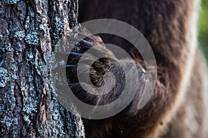 Brown bear claws in Finnish forest