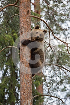 Brown bear climbing tree in forest