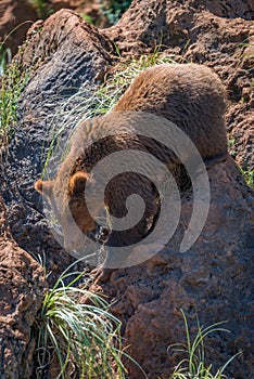 Brown bear climbs down gully between rocks