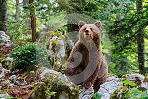 Hnědý medvěd v slovinsko 