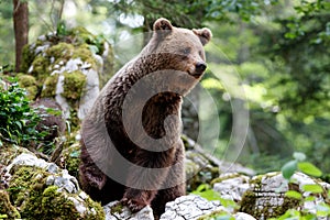 Brown bear - close encounter