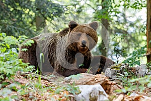 Brown bear - close encounter