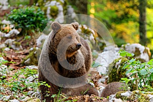 Brown bear - close encounter with a wild brown bear,