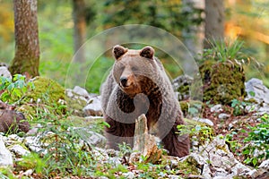 Brown bear - close encounter with a wild brown bear,