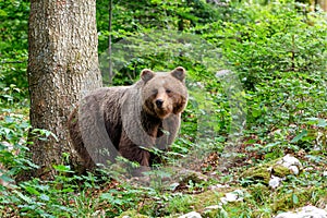 Brown bear - close encounter