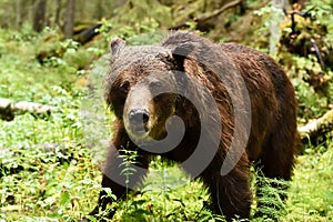 Brown bear at close in the forest