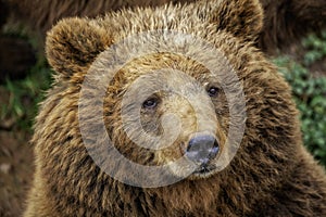 Brown bear photo