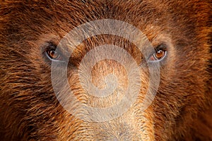 Brown bear, close-up detail eye portrait. Brown fur coat, danger animal. Wildlife nature. Fixed look, animal muzzle with eyes. Big